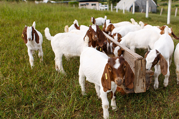 Imagem de cabras em pasto da Uesb