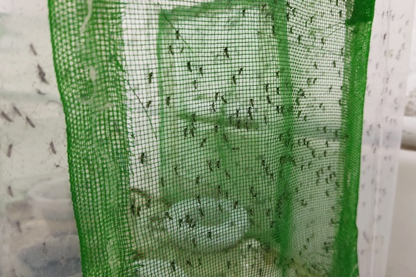 Imagem de uma rede verde com vários mosquitos presos nela e uma tela de tecido branco ao fundo