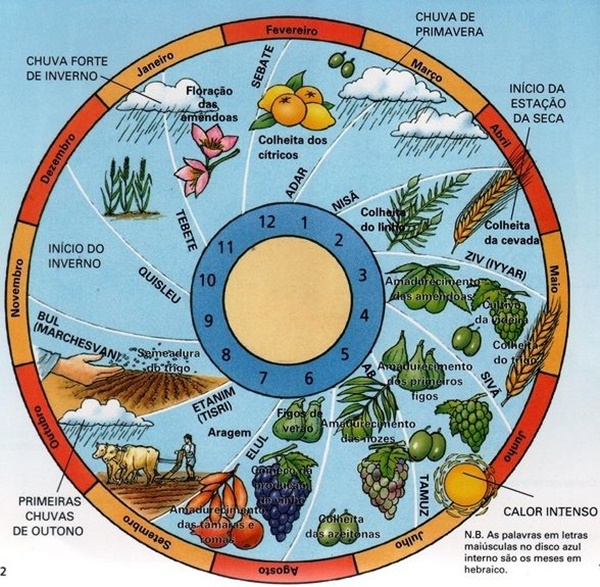 Desenho em forma de círculo com os tipos de colheita para cada mês do ano.