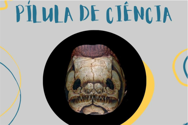 Imagem premiada “Cara de poucos amigos”, tema da entrevista do podcast, estampa a capa do podcast "Ciência e arte", de Natalie Kruschewsky. mostra reconstrução virtual 3D do crânio de um exemplar da espécie “Amia calva” 