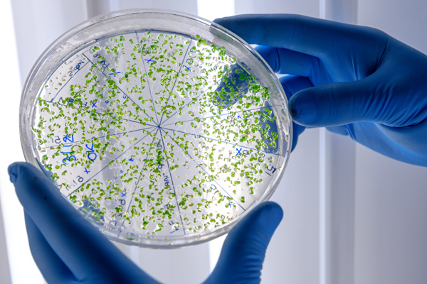 Cultura de micro-organismos verdes sendo analisados, dentro de recipiente transparente que está sendo segurado por um par de mãos vestido com luvas azuis