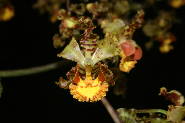 Orquídea amarela