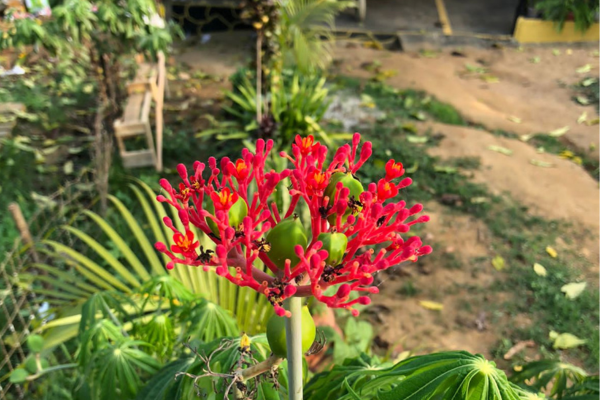 Projeto de extensão da Uesb promove formação sobre Plantas Medicinais